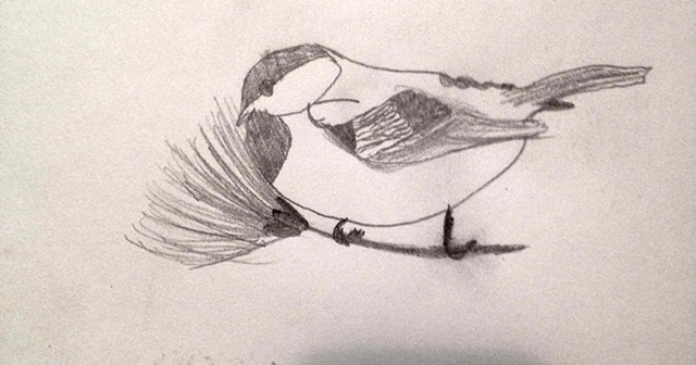 Black-Capped Chickadee, graphite on paper, 8 yrs. old