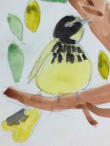 Canada Warbler, graphite and watercolour, 8 yrs. old