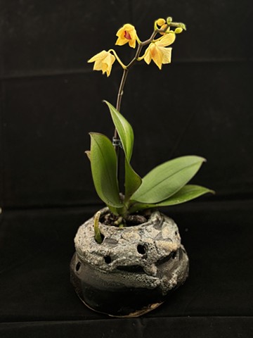 Studies for better Orchid Pots