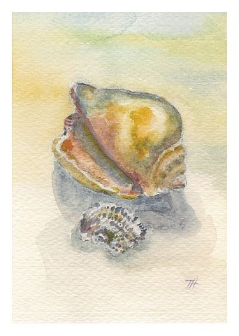 Small yellow conch