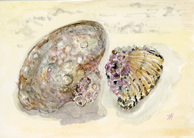 Two purple shells