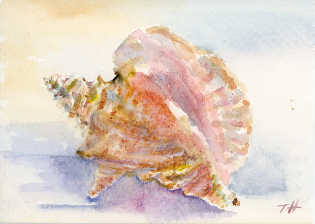 Large Pink Conch