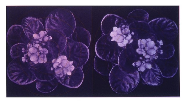 Mary Weatherford,"Violetta" (#2)