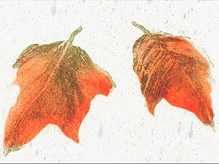 Red Maple Leaves