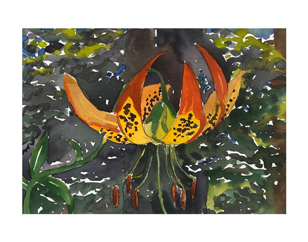 Tiger Lily 1