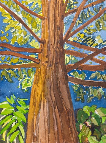Rockridge Redwood (by Claire)