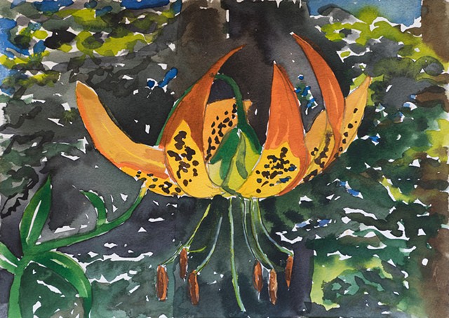 Tiger Lily (By Claire)