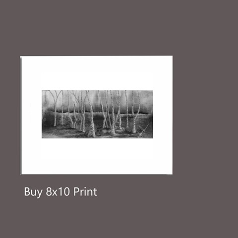 Birchwood Forest Black & White Print