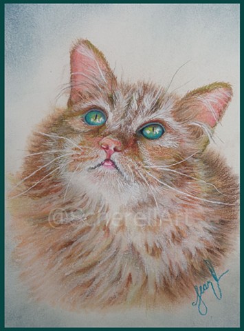 "Tabby Profile"