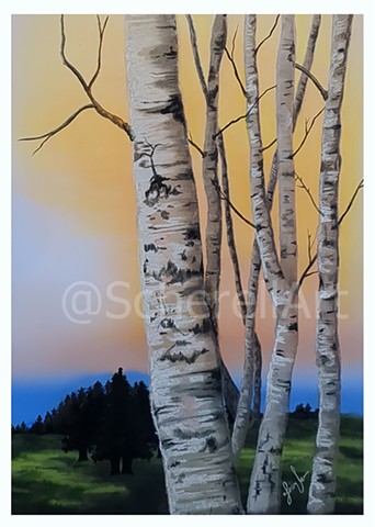 "Birch Tree Sunset"
