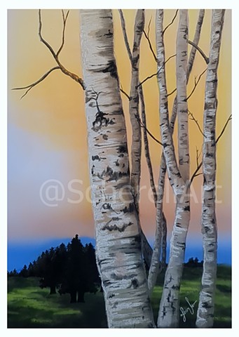 Birch Tree Sunset