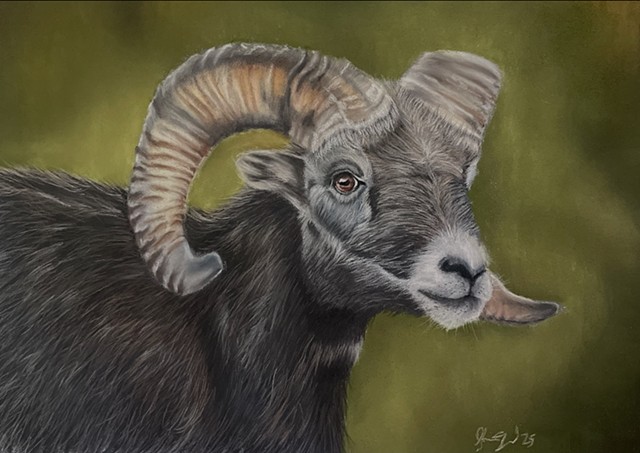 Bighorn Sheep