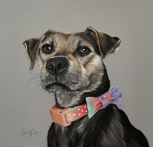 Rescue in need of a furever home 