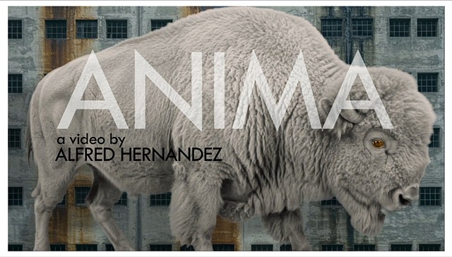 ANIMA