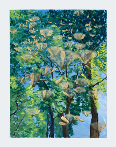 helicopter seeds  spinning and falling from the trees