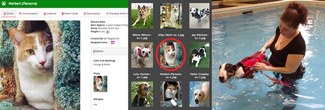 Images taken for database and marketing - 2014-2019, Red Dog Pet Resort & Spa, Cincinnati OH