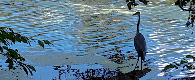 Rendered phone image of heron at Sharon Woods Lake - 2021, Cincinnati OH