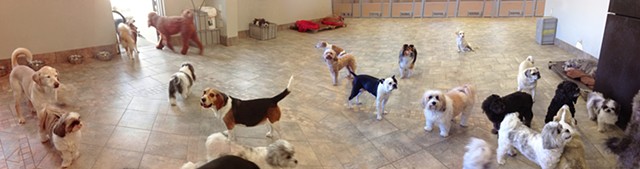 Look what the little doggies did - Small Dog Daycare - 2018, Red Dog Pet Resort & Spa, Cincinnati OH 