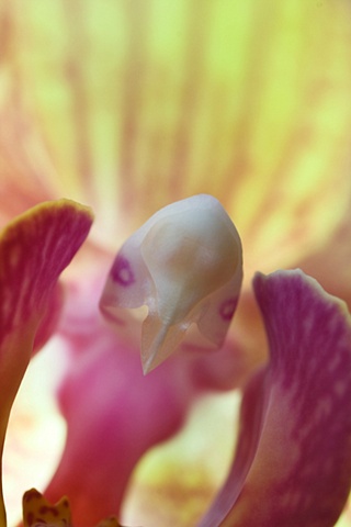 Macro Orchid 3