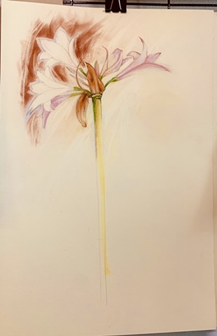 Naked Ladies