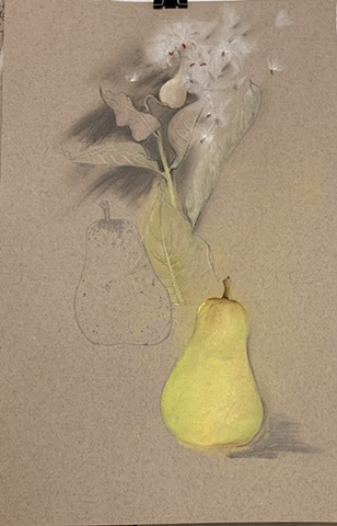 Milkweed and Pear