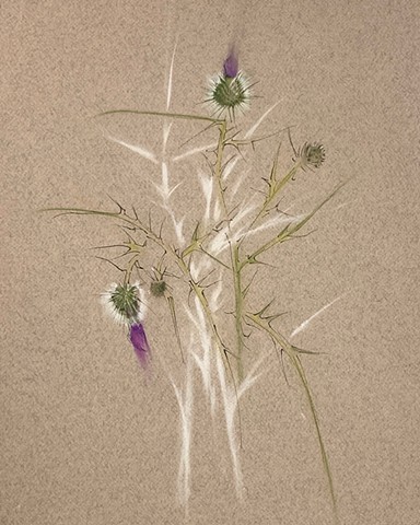Thistle
