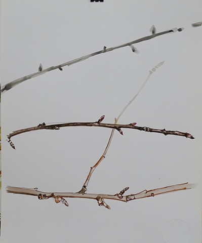 Branches in Winter