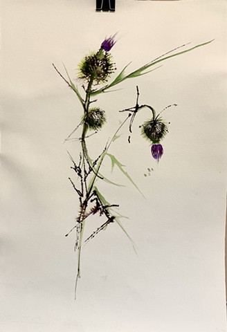 Thistle
