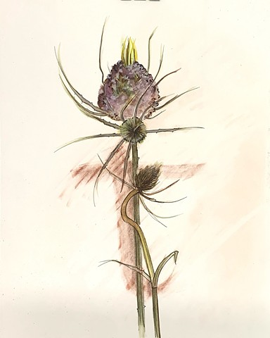 T for Teasel