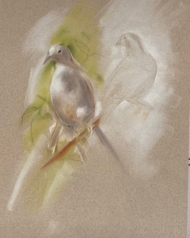 Doves for today