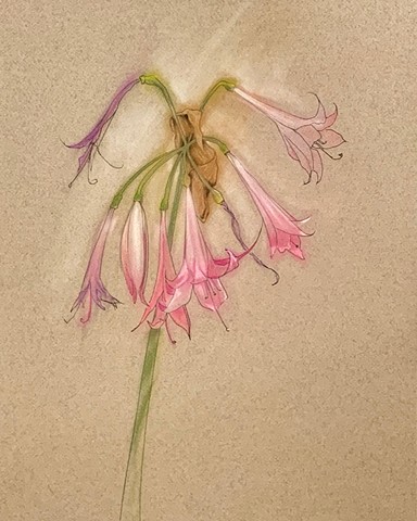 Naked Ladies