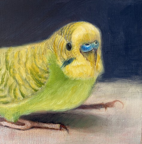 "Yellow Parakeet Portrait"  SOLD
