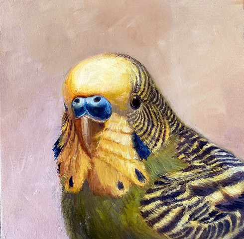 "Parakeet Portrait"  SOLD