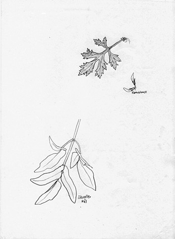Skvallerkål, burot og kløverblomst (Aegopodium podagraria, Artemisia vulgaris og Trifolium)