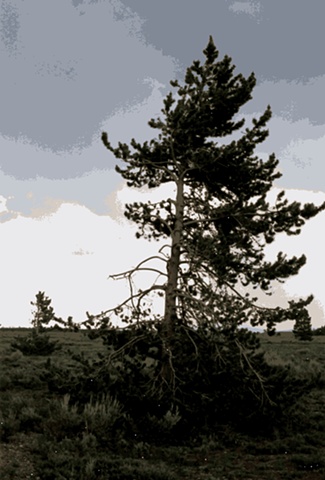 Grand Teton Tree