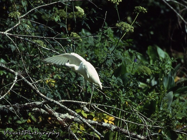 Egret Cleaning Under Wing