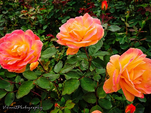 Roses Chicago Botanic Garden Glencoe, Il. 