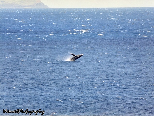 Breaching Humpback Whale Maui Hi.