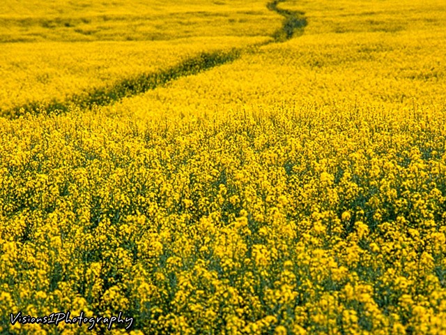 Path Through Yellow Flowers on Farmland