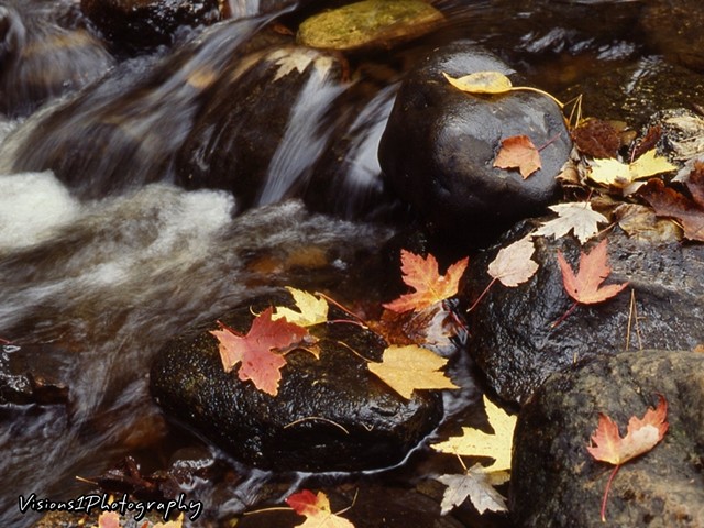 Fall Leaves and Stream Wisconsin