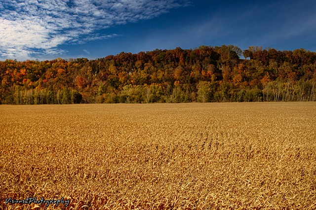 Golden Corn at Harvest Time with Fall Trees (5)