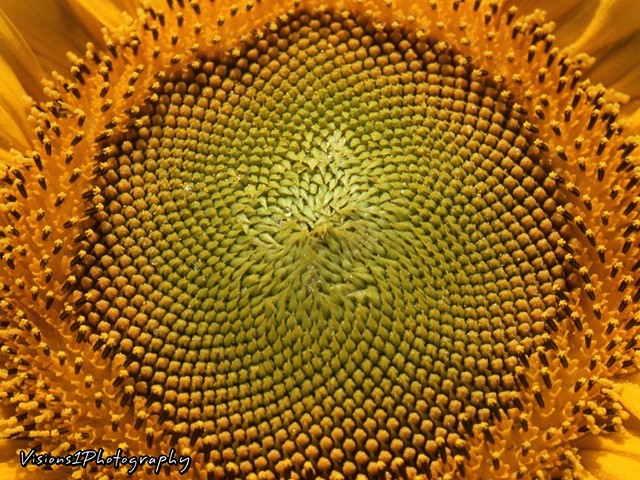 Sunflower Wisconsin