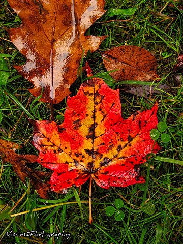 Colorful Fall Leaf