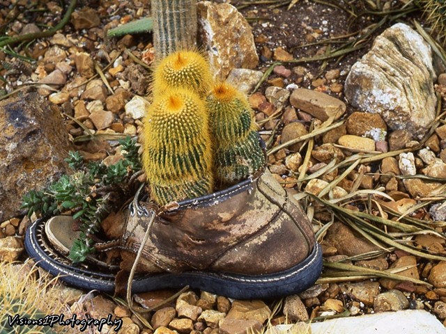 Cacti Growing Out Of Old Boot