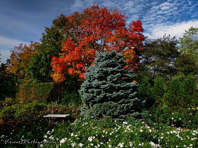 Fall Tree and Blue Spruce Rose Garden Chicago Botanic Garden Glencoe, Il.