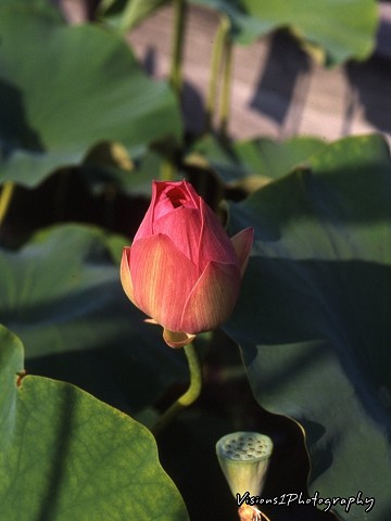 Lotus Lily Chicago Botanic Garden Glencoe, Il. 