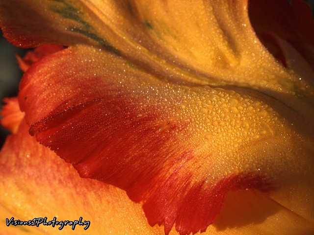 Parrott Tulip Closeup with Early Morning Sun and Dew Missouri Botanical Garden St. Louis Mo.
