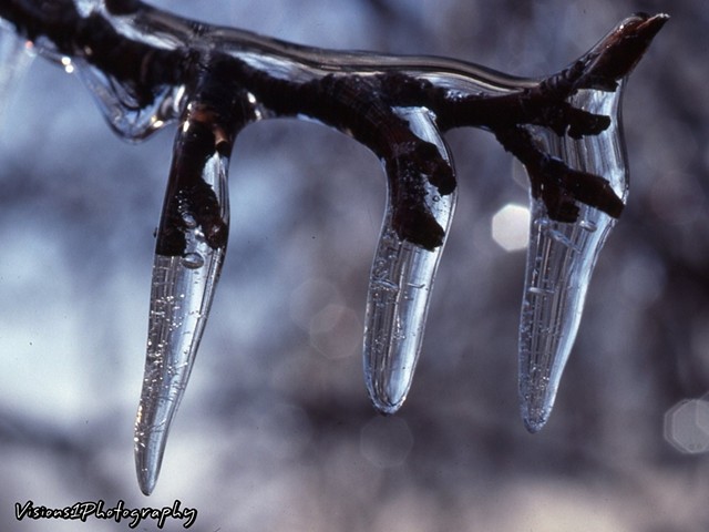 Icy Branch Frozen in Time