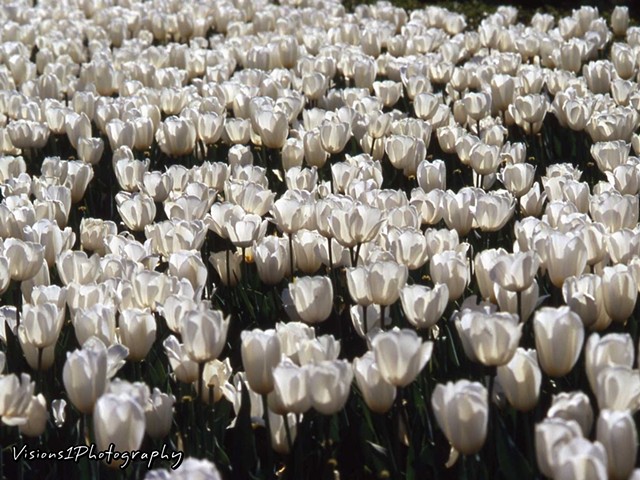 Backlit White Tulips Chicago Botanic Garden Glencoe, Il.