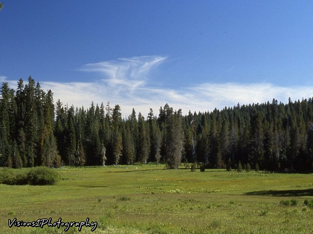 Meadow Yosemite National Park Ca.